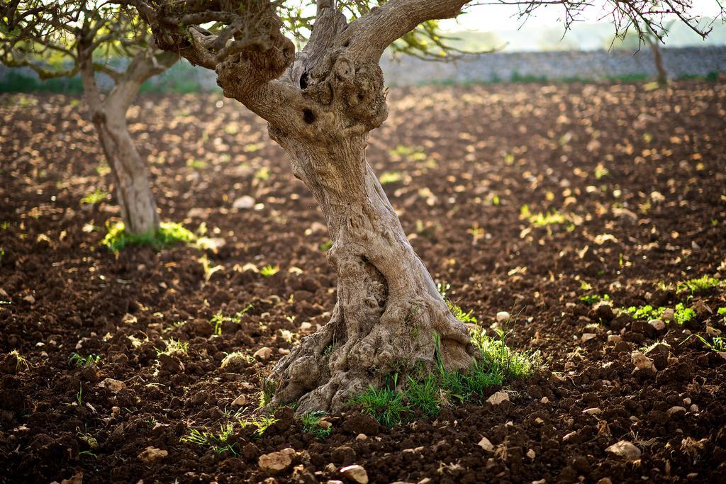 Masseria Ciavea Gioia Del Colle Luaran gambar