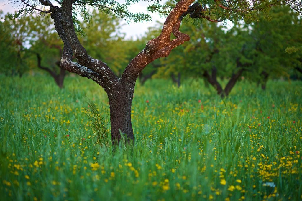 Masseria Ciavea Gioia Del Colle Luaran gambar